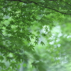 夏色「青楓」