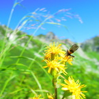 花と虫。