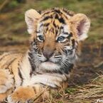 tigerbaby1