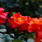 秋の旧古川庭園～ⅵ