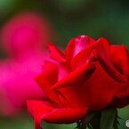 秋の旧古川庭園～ⅶ