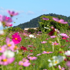 耳成山をバックに