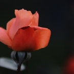 マジョレット　５