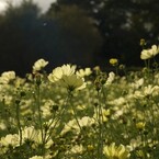 イエローキャンパス