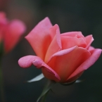 ヘレン・トローベル