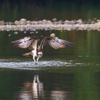 ダイブから離陸！　ミサゴ