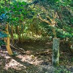 日本100名城 No.105　観音寺城跡