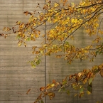 ポーラ美術館の紅葉　３