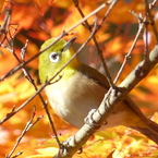 秋の里山で6(紅葉3とメジロ)