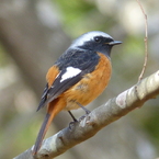 秋の里山で7(ジョウビタキ1)