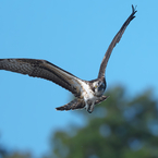 獲物を探して　ミサゴ2