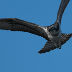 獲物を探して　ミサゴ2