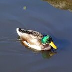 緑の頭のカモ（11月15日）