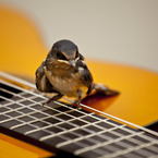 ギターに乗った渡り鳥