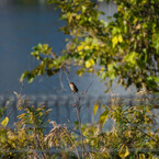 お久しぶりです