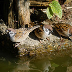 ちゅちゅんがちゅん　よいよいよい