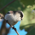 愛らしい表情がたまりません！　エナガ