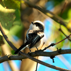 愛らしい表情がたまりません！　エナガ