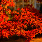 まだ近くで紅葉