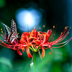 光へと舞い降りて。