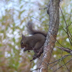 冬の里山で7(リス5)        