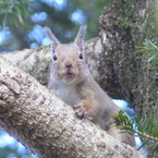 冬の里山で8(リス6)  