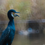 紅白落選などなんのその