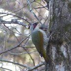 冬の里山で11(アオゲラ)