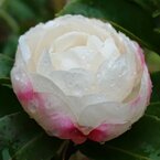 雫のある白サザンカ（12月21日）