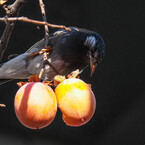 タンタンたぬきのムックんは