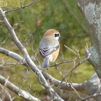 冬の里山で5(モズ)