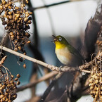種は飲み物だ！！