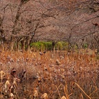 冬の蓮池