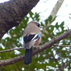 冬の里山で(カケス)