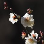 日射しになごむ