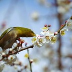 ウメジロー尽くし～③