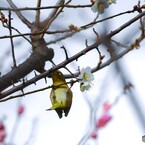 ウメジロー尽くし～④