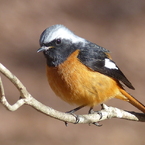 冬の里山で12（ジョウビタキ3）