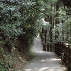 渓谷へと続く階段