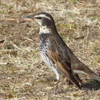 冬の里山で17(ツグミ)