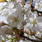 御室の桜