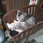通りすがり猫40