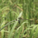 御所湖広域公園尾入野湿生植物園5