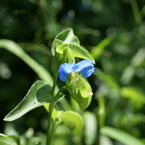 御所湖広域公園尾入野湿生植物園6