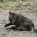 猫　身繕い3