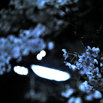 yoru-sakura