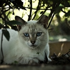 Sapphire eye