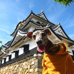 愛犬と彦根城