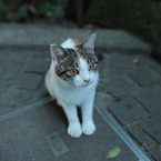 江の島の子猫