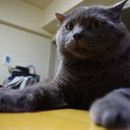人間のような